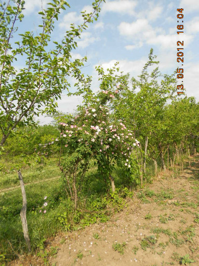 DSCN3068