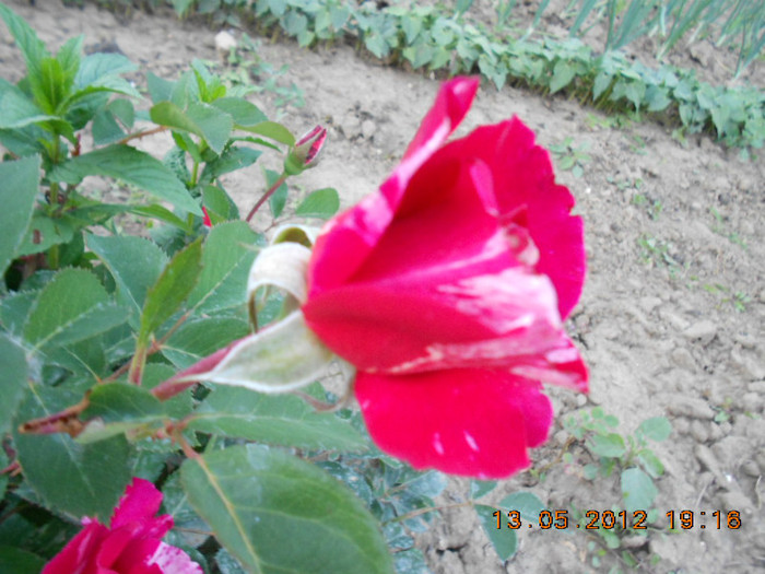 DSCN3075