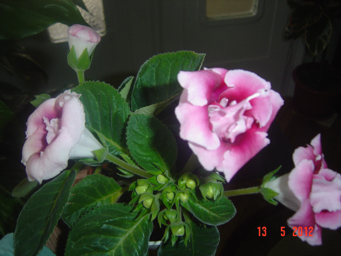 poze 544 - 2012-2011 GLOXINIA