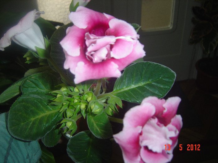 poze 545 - 2012-2011 GLOXINIA