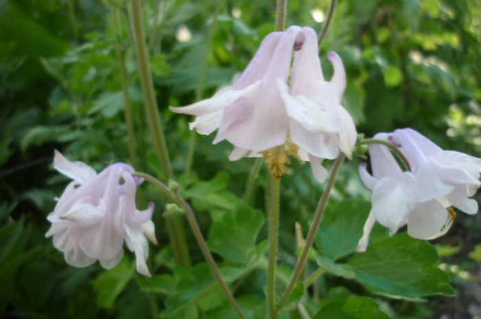 roz - Aquilegia - caldarusa