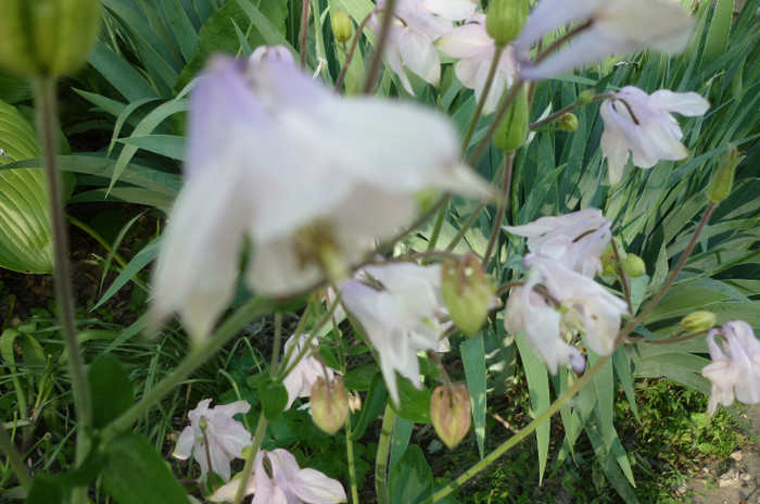 roz - Aquilegia - caldarusa