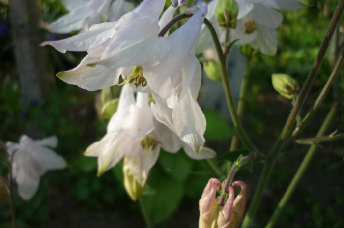 roz - Aquilegia - caldarusa