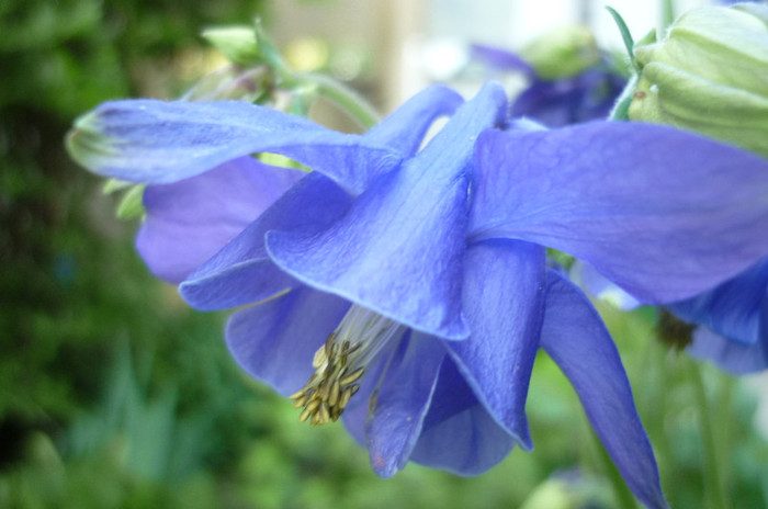 P1010984 - Aquilegia - caldarusa