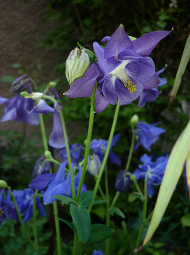 P1010982 - Aquilegia - caldarusa