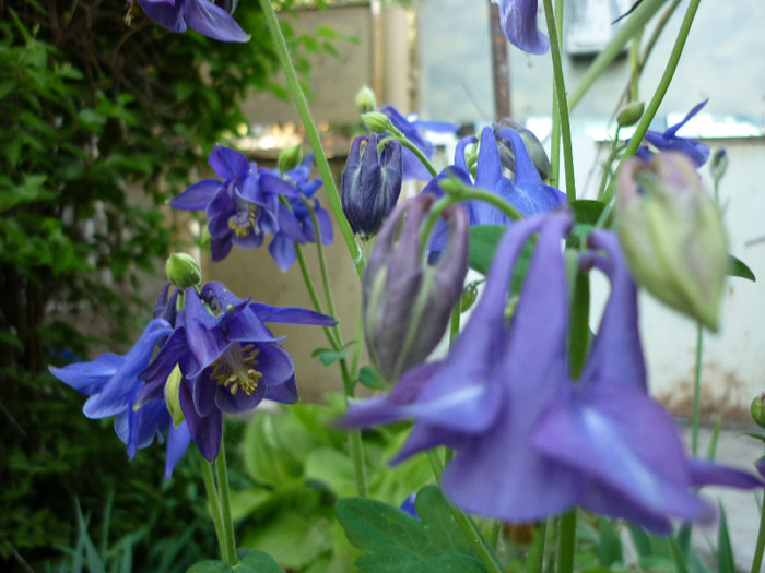 P1010981 - Aquilegia - caldarusa