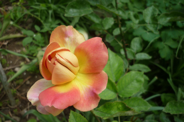 P1020048 - Rosa - Hibi - trandafir