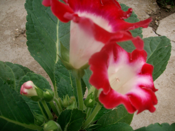 SANY9261 - Gloxinia -2012