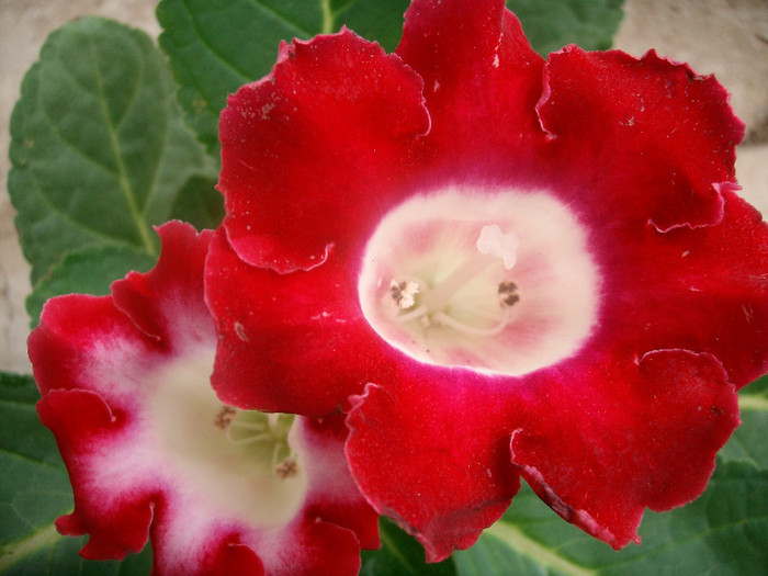 SANY9262 - Gloxinia -2012