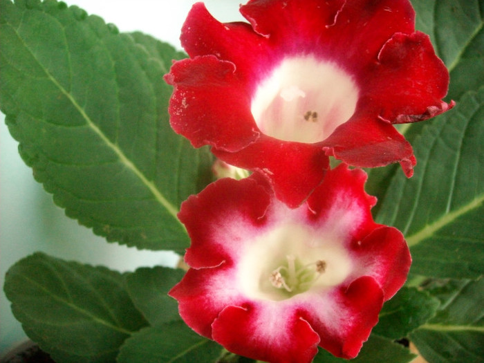 SANY9264 - Gloxinia -2012