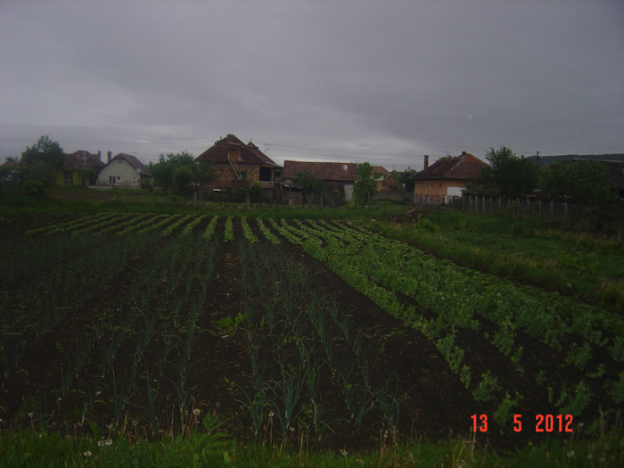 poze 559