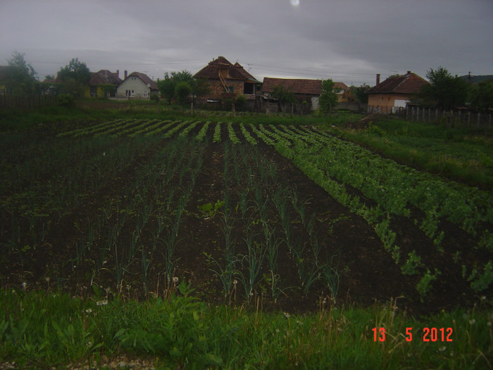 poze 558