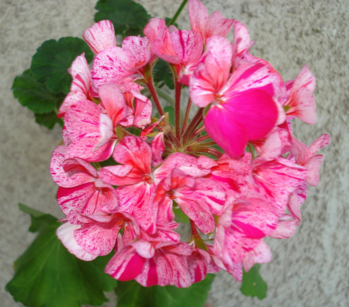 Mosaic Purple - mai 2012 - Muscate Sieberz