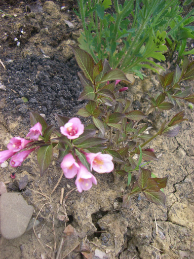 Weigela flori roz