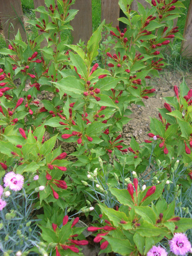 Weigela flori rosii - vara 2012