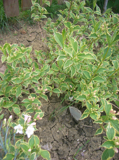 Weigela variegata - vara 2012