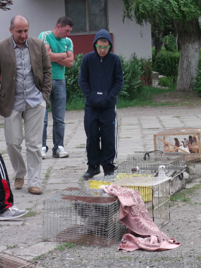 GIGI FARAONUL GIGI FARAONUL