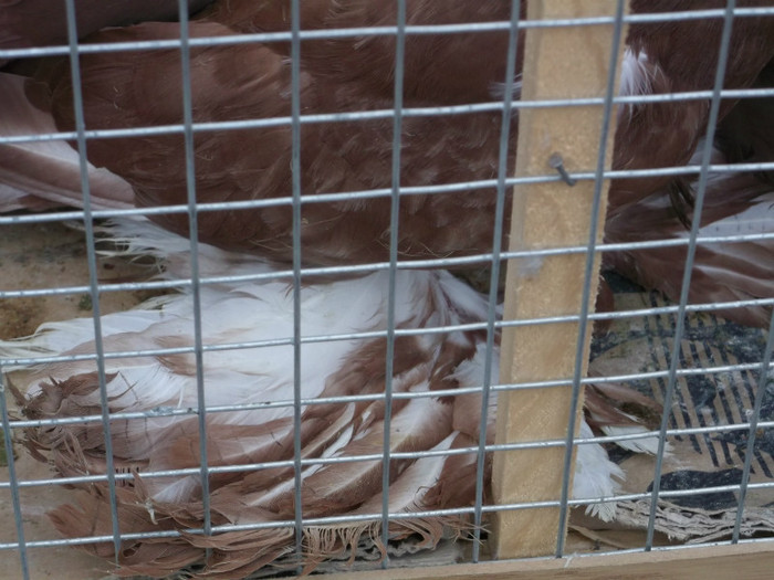 INCALTARI "A LA PIROSKA" INCALTARI "A LA PIROSKA"