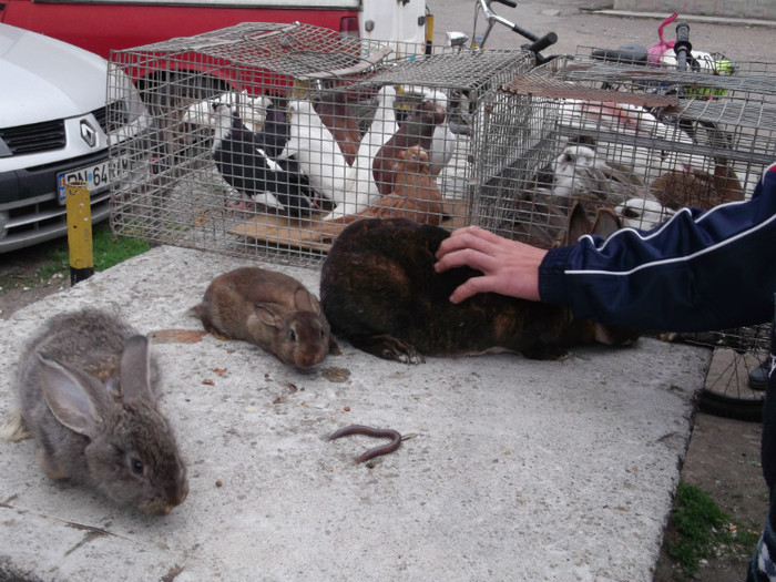 STAI FRUMOS CA..... TE VAND STAI FRUMOS CA..... TE VAND