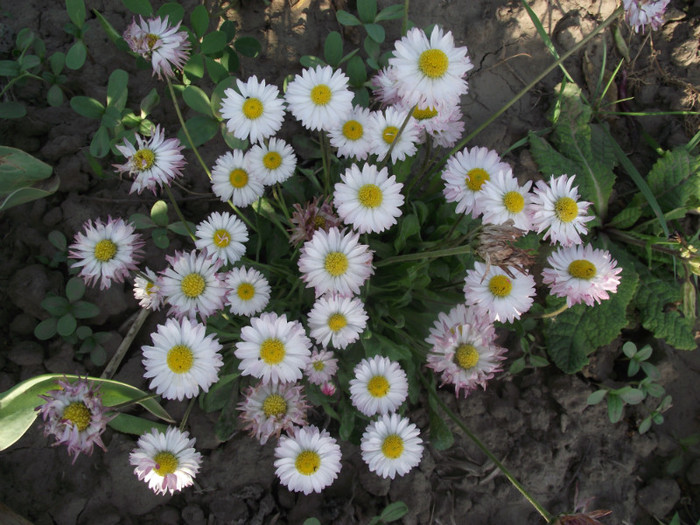 DSCF7096