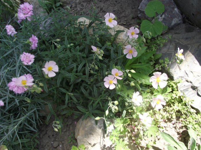 DSCF7125