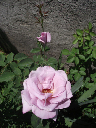 DSCF7118 - crini si trandafiri