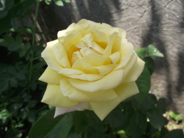 DSCF7119 - crini si trandafiri