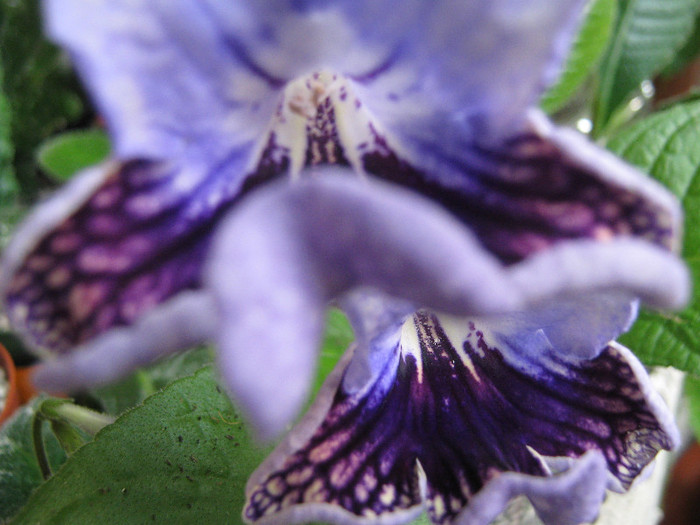  - streptocarpus Harlequin Lace