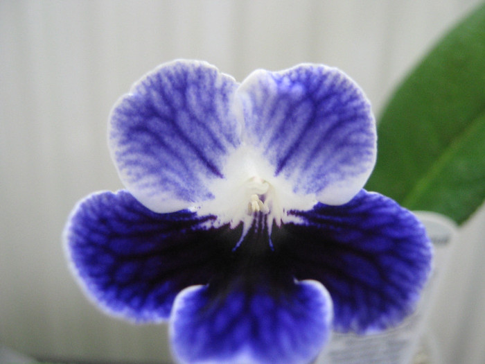  - streptocarpus Denim