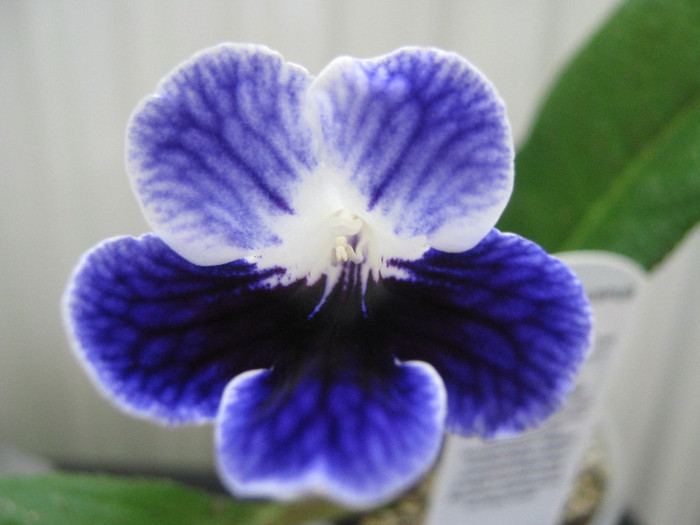  - streptocarpus Denim