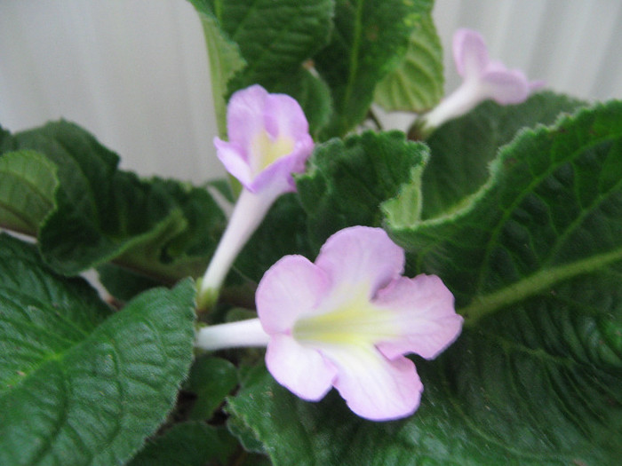  - streptocarpus Bristol s Potpourri