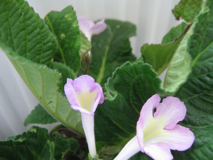  - streptocarpus Bristol s Potpourri