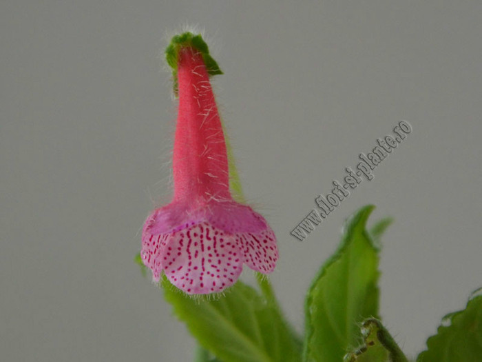 Kohleria Laura - KOHLERIA II
