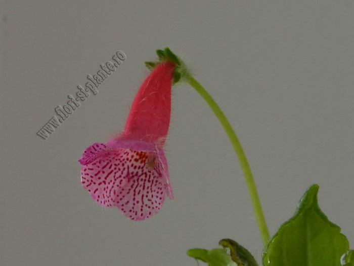 Kohleria Laura; 2012
