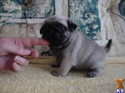 images (11) - rasa de caine pug