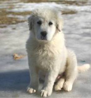 images (1) - abruzzo shepherd