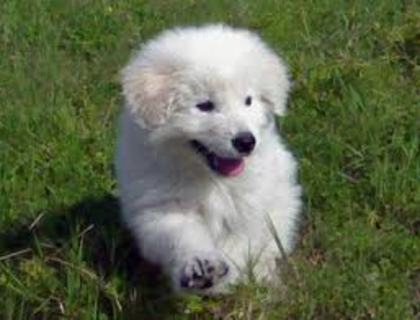 images (2) - abruzzo shepherd