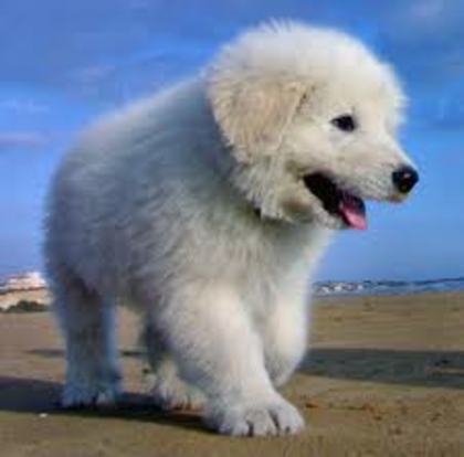 images (3) - abruzzo shepherd