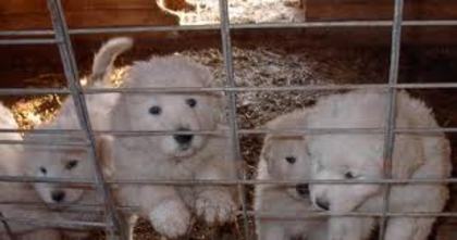 images (5) - abruzzo shepherd