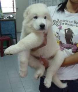 images (10) - abruzzo shepherd