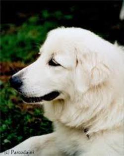 images (11) - abruzzo shepherd