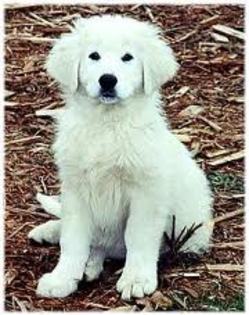 images (12) - abruzzo shepherd