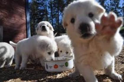 images (13) - abruzzo shepherd