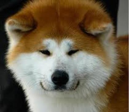 images - akita inu