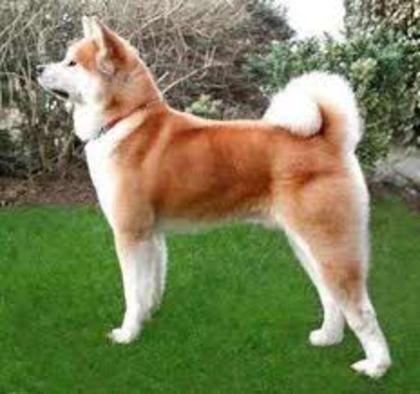 images (1) - akita inu