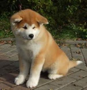 images (3) - akita inu