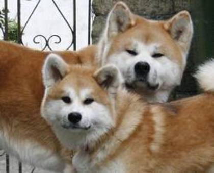 images (4) - akita inu