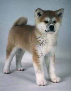 images (6) - akita inu