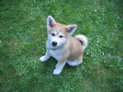images (8) - akita inu
