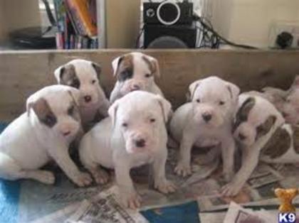 images (4) - american bulldog